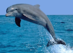 Итоги экспедиции «Полеты с дельфинами» — мусорные острова — СТОПХЛАМ